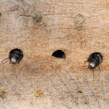 zwei Insekten schauen aus Löchern in einer Insektennisthilfe aus Holz