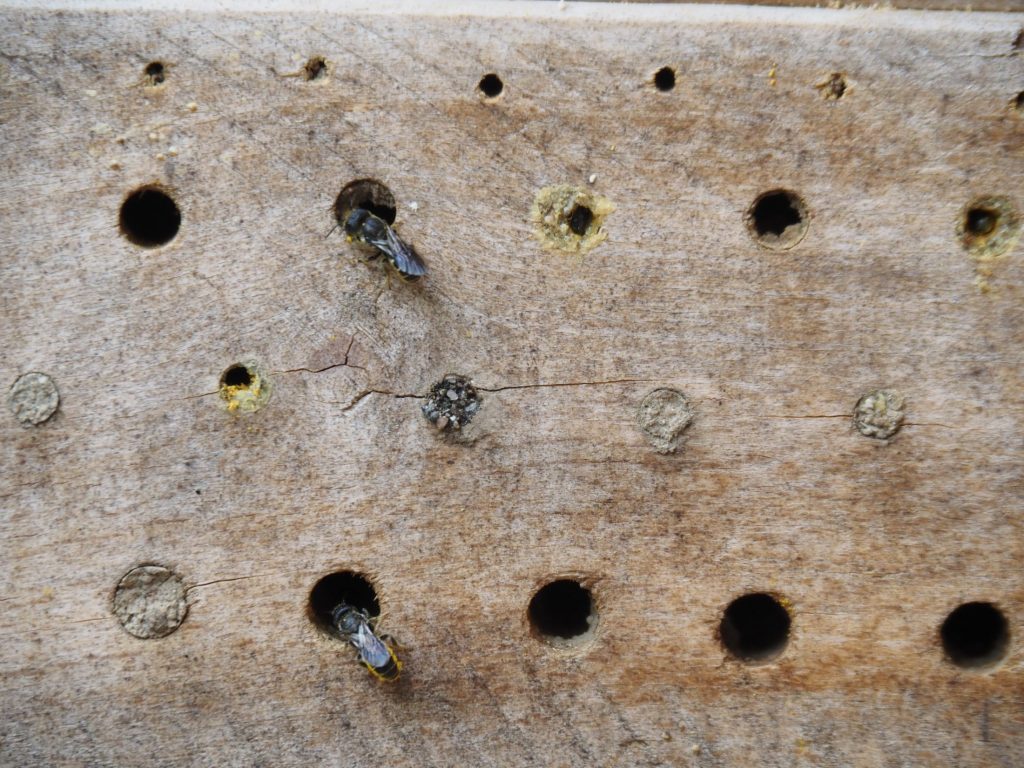 Insektennisthilfe - Bohrlöcher mit Wildbienen