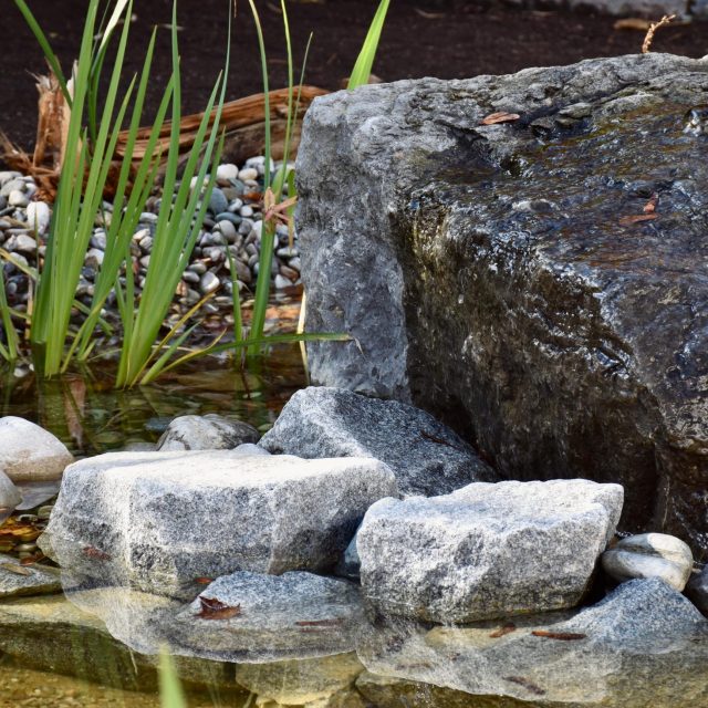 Lebendiges Element – Wasser im naturnahen Garten - ein Webinar mit Oliver Daxauer