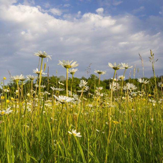 GELIEBT – VERKANNT – ZERSTÖRT - Ist der Schutz der Biodiversität gescheitert? Online-Multivisionsvortrag mit Roland Günter