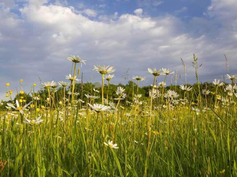 GELIEBT – VERKANNT – ZERSTÖRT - Ist der Schutz der Biodiversität gescheitert? Online-Multivisionsvortrag mit Roland Günter