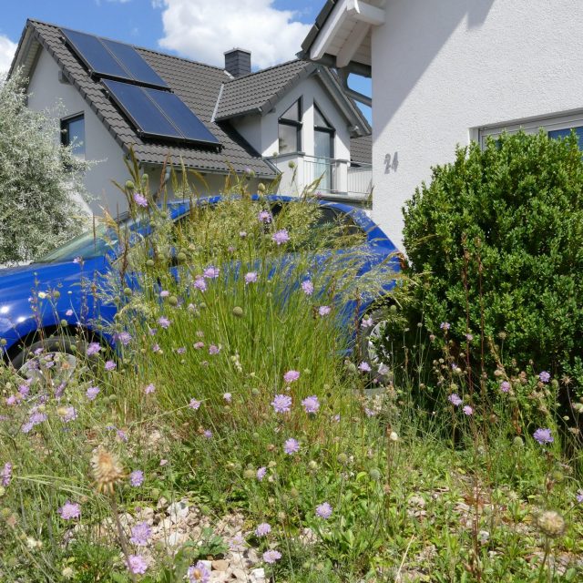 Klimafest und artenreich – warum biodiversitätsfördernde Gärten ein Teil der Lösung in unserer wärmer werdenden Welt sind - ein Webinar mit Ulrike Aufderheide